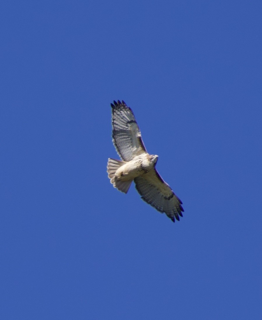 Red-tailed Hawk - ML644333414