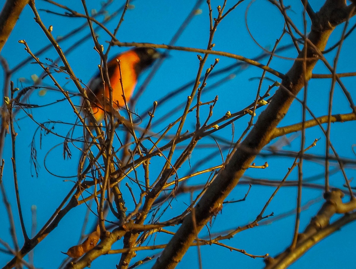 Campo Troupial - ML644333416