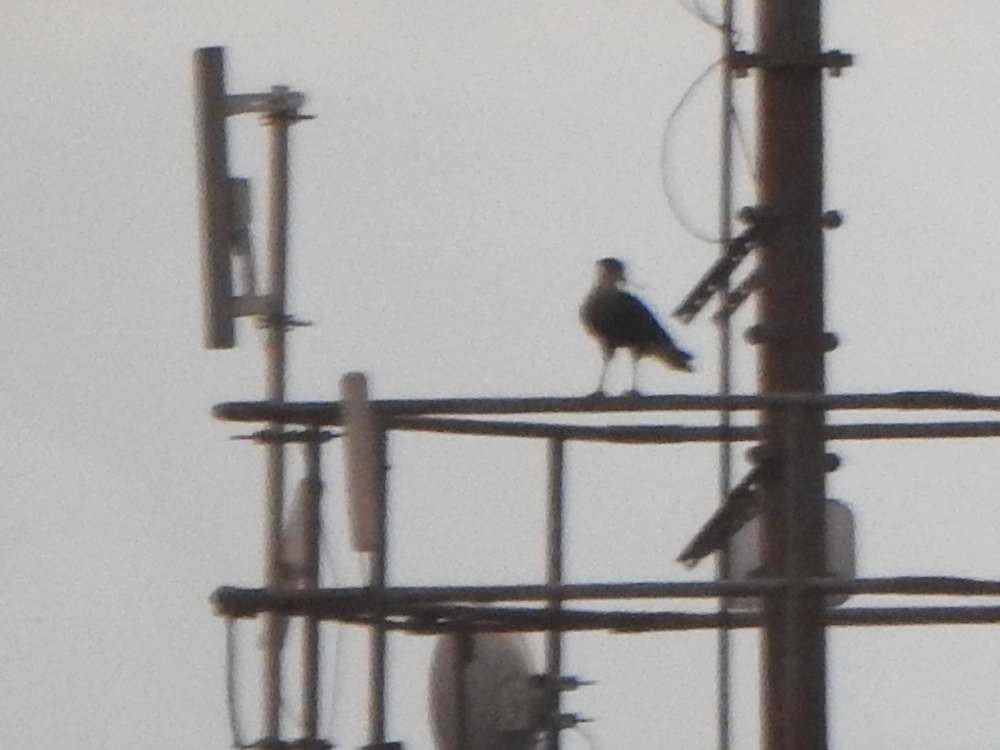 Равнинная каракара - ML644333441