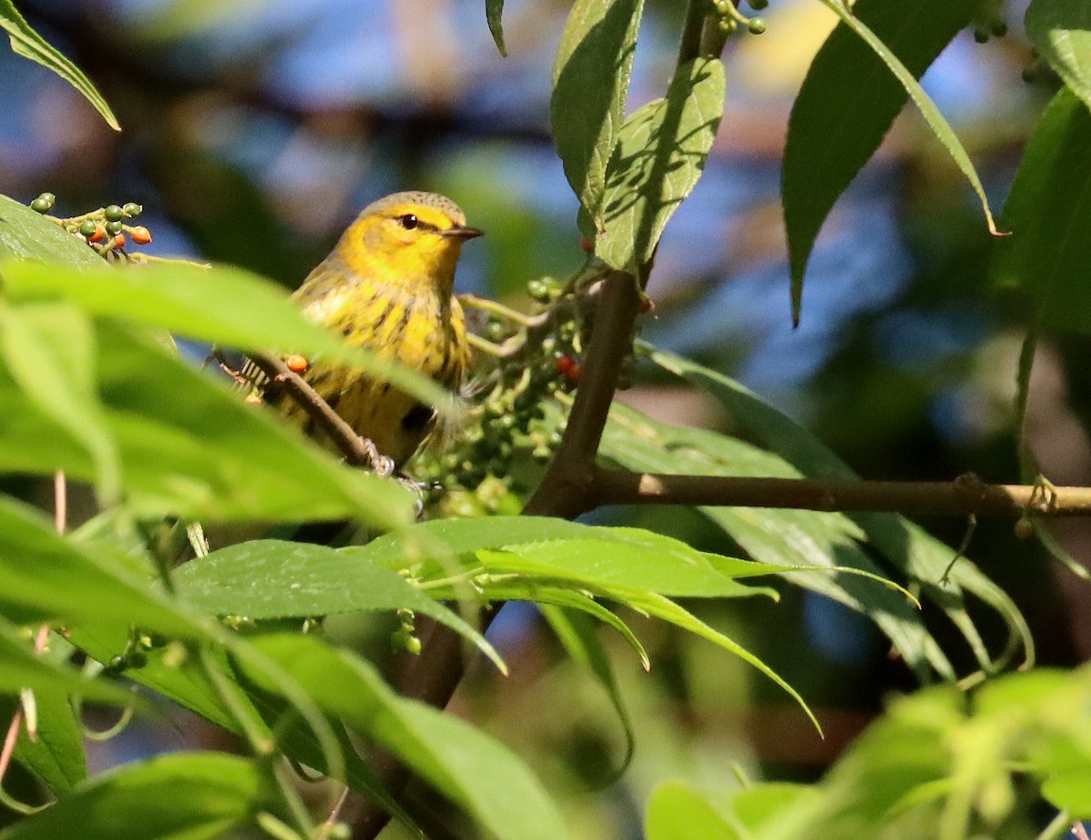 Cape May Warbler - ML644333448