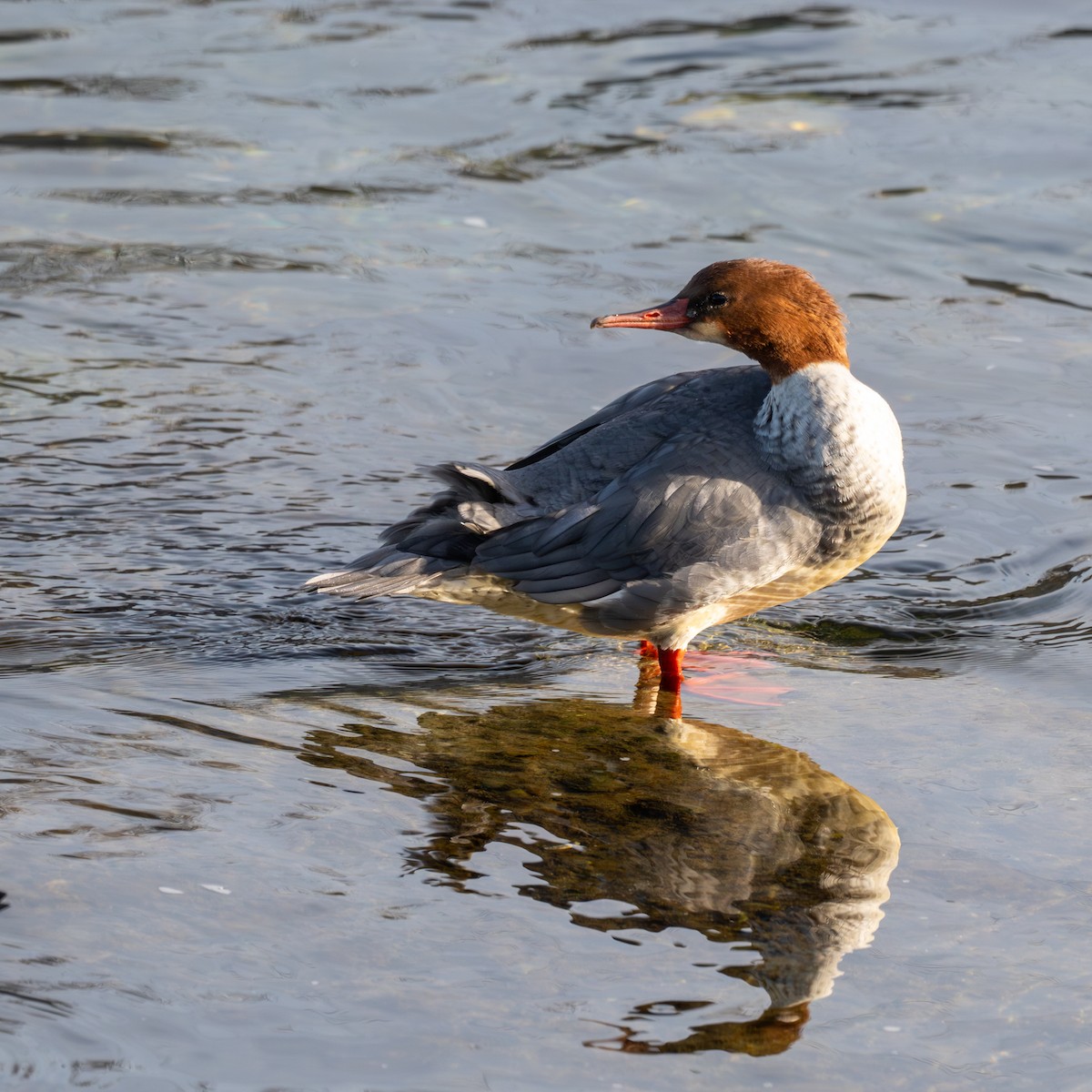 Хумхин бохио - ML644333450