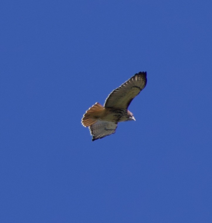 Red-tailed Hawk - ML644333451