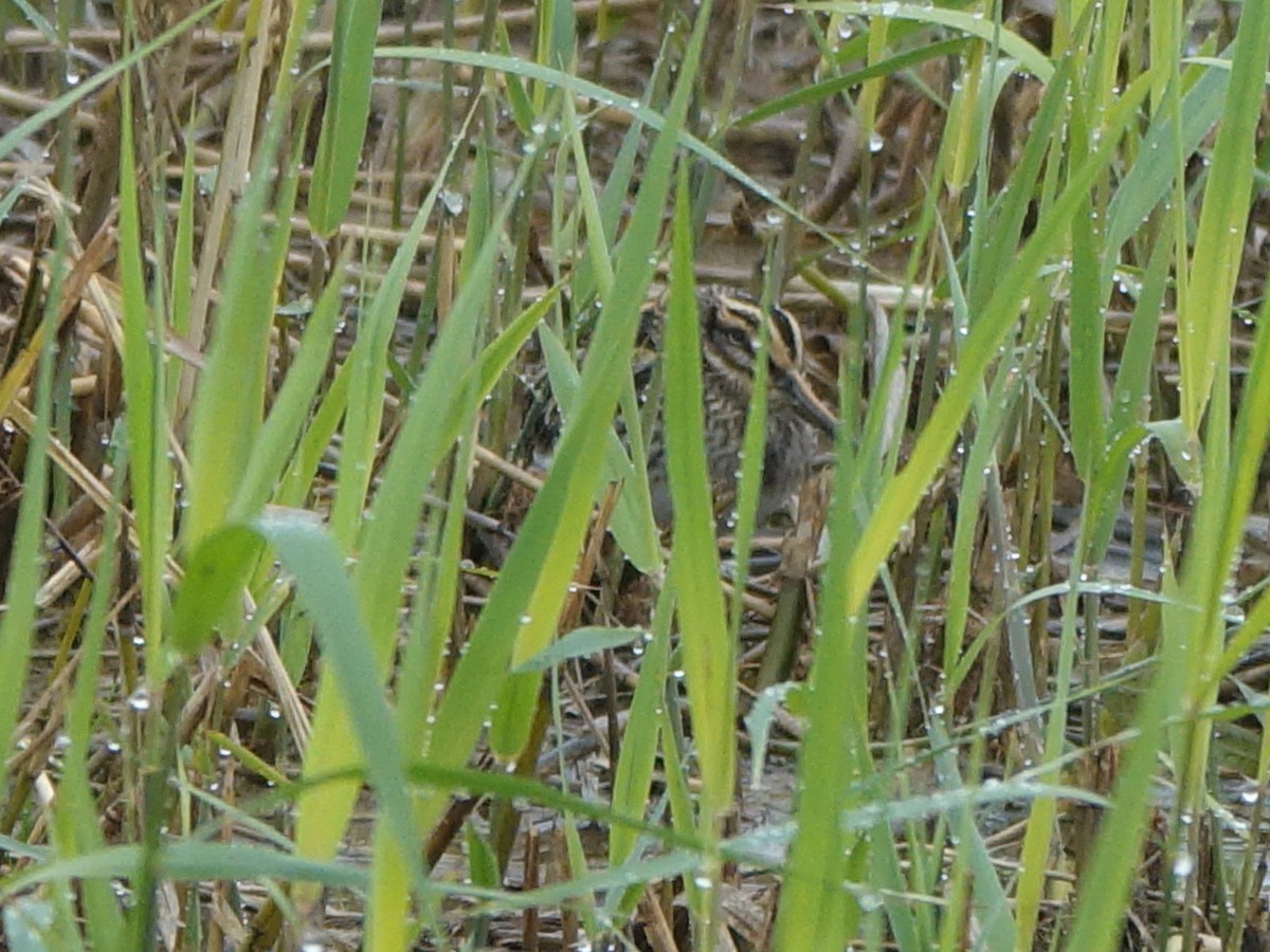 Frullino - ML644333452