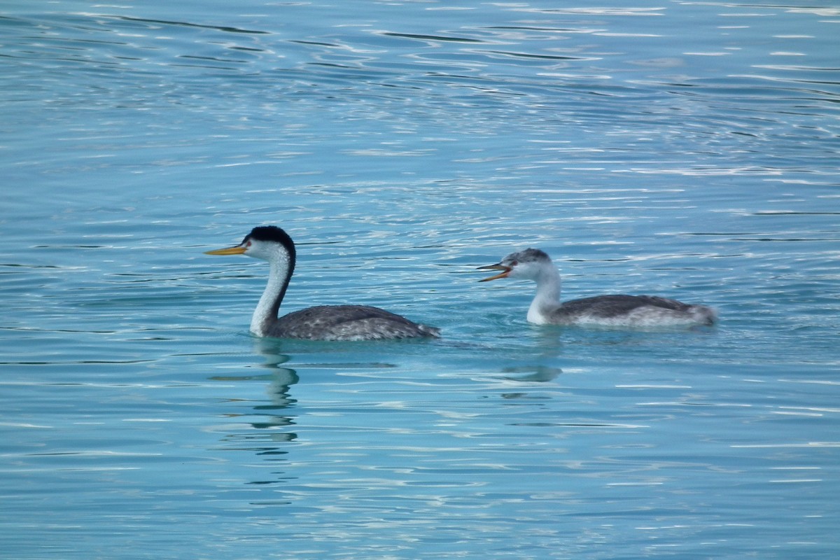 Grèbe à face blanche - ML644333455
