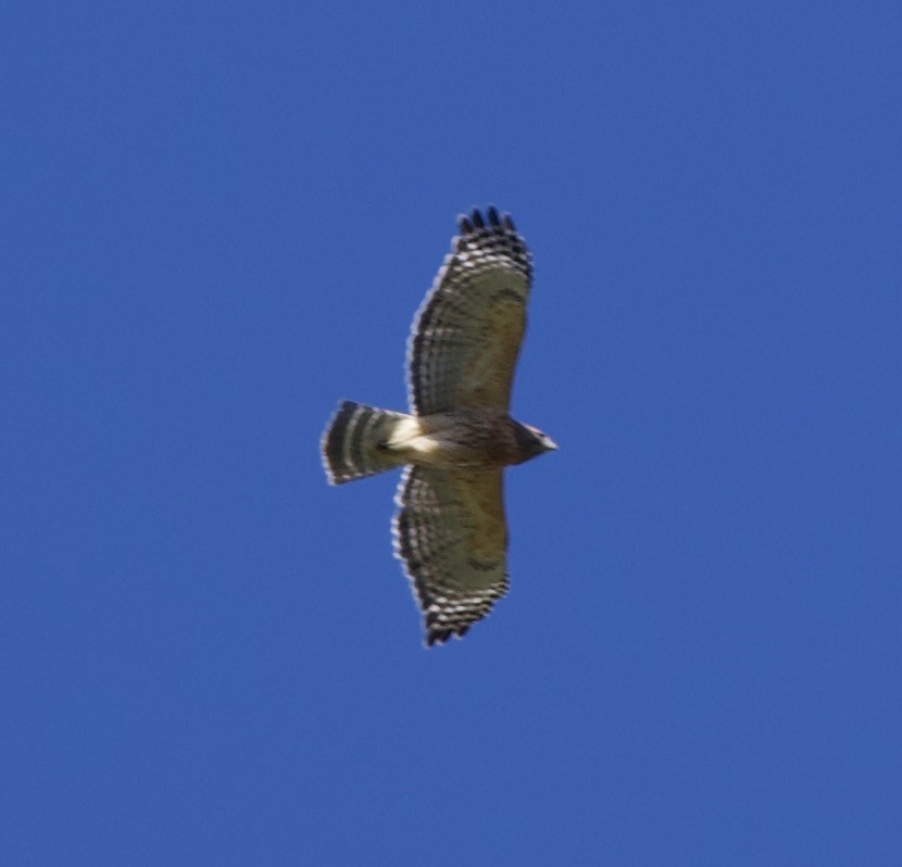 Red-shouldered Hawk - ML644333461