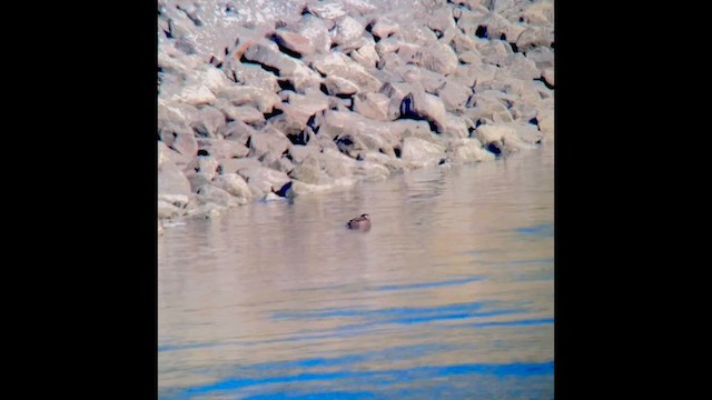 Surf Scoter - ML644333470