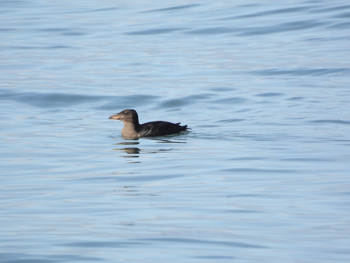 papuchalk růžkatý - ML644333474