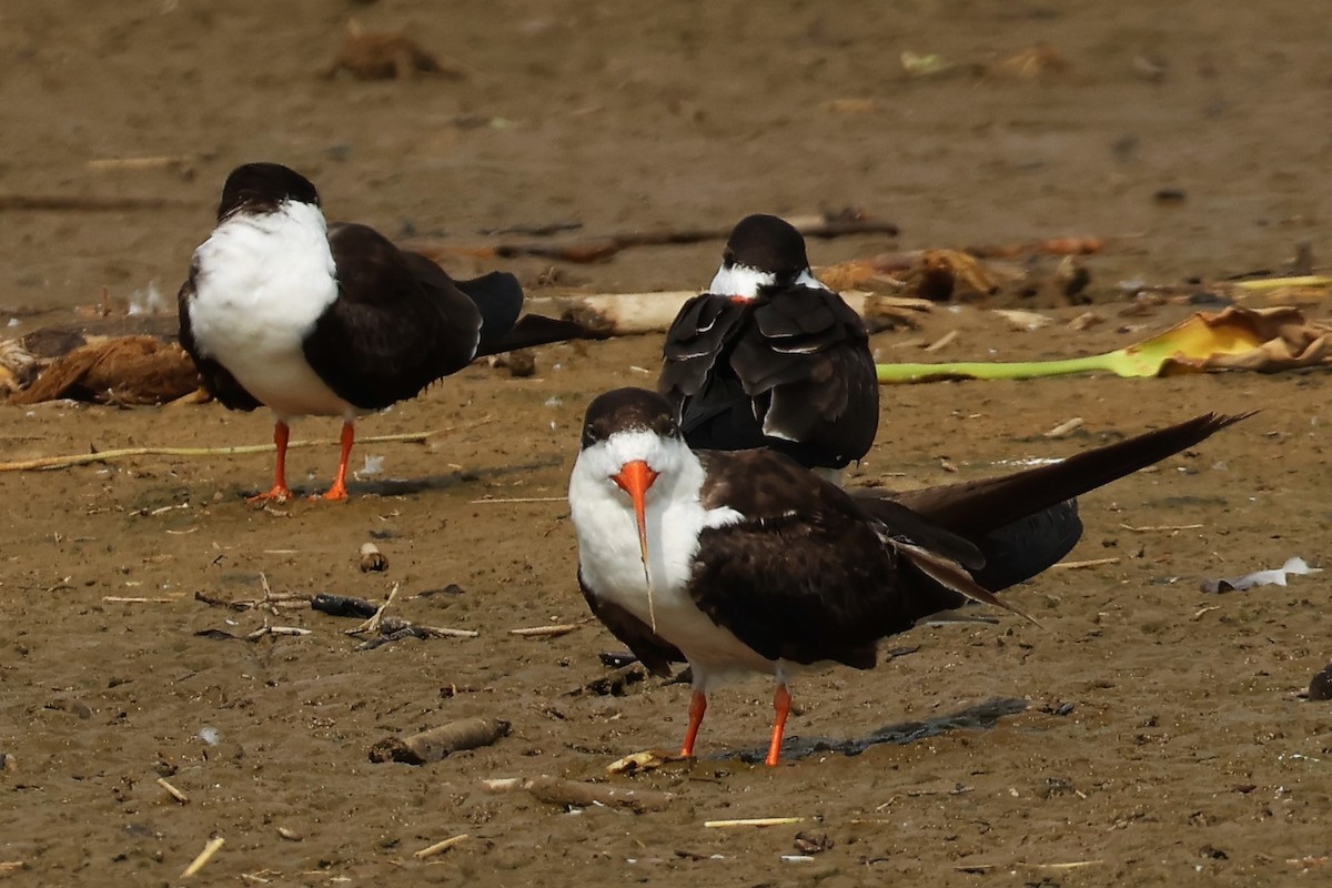 African Skimmer - ML644333476