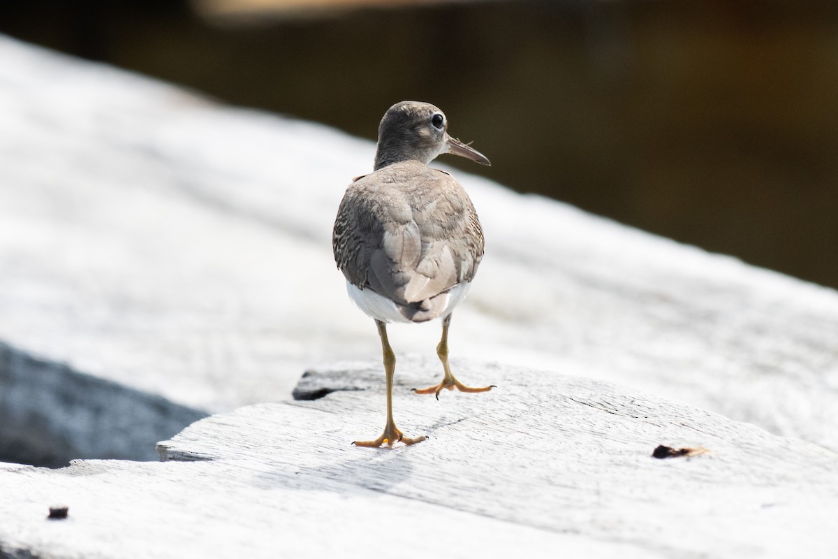 アメリカイソシギ - ML644333480