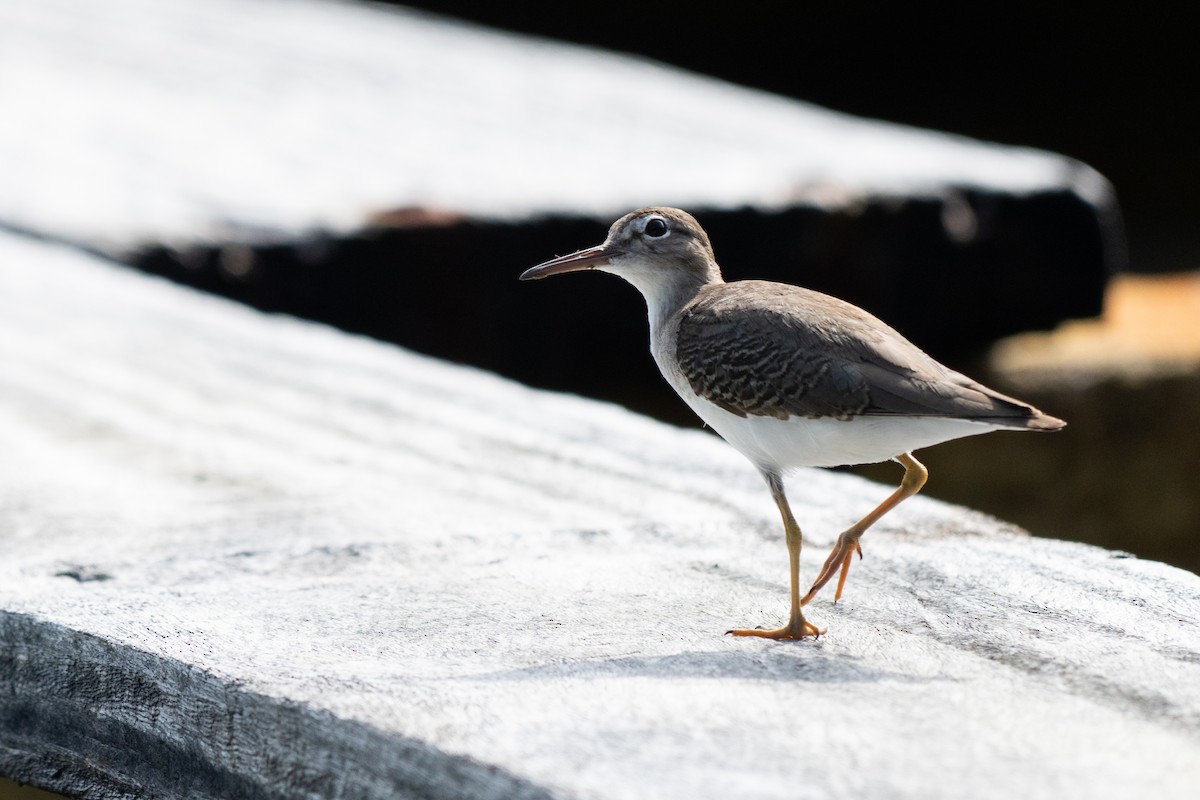 アメリカイソシギ - ML644333481