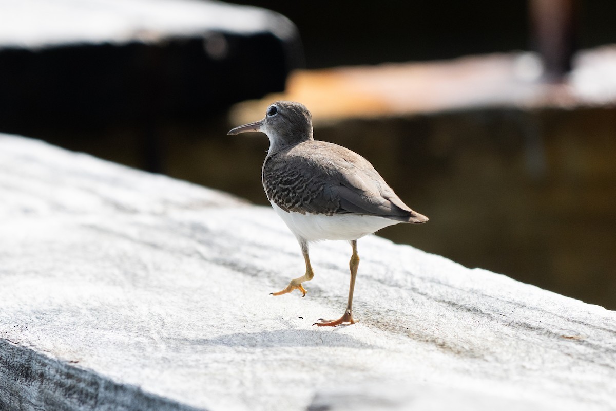 アメリカイソシギ - ML644333482