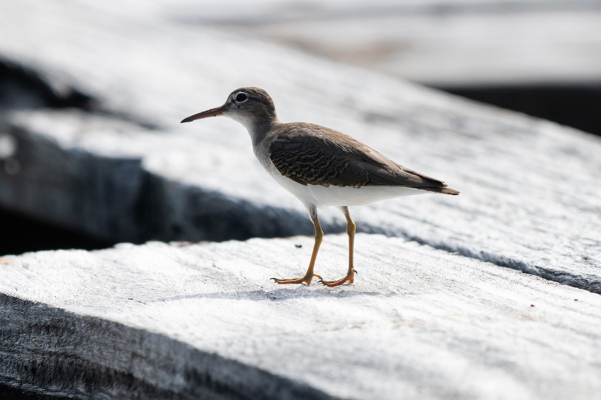 アメリカイソシギ - ML644333483