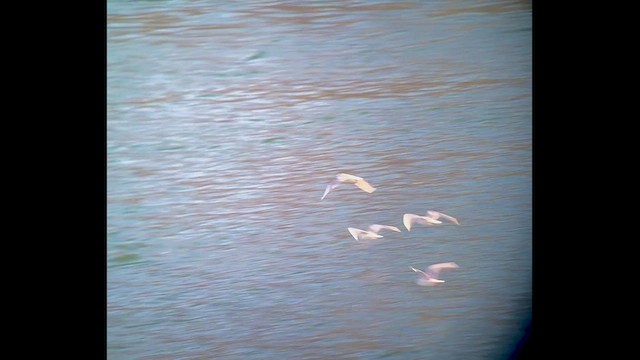 Bonaparte's Gull - ML644333489
