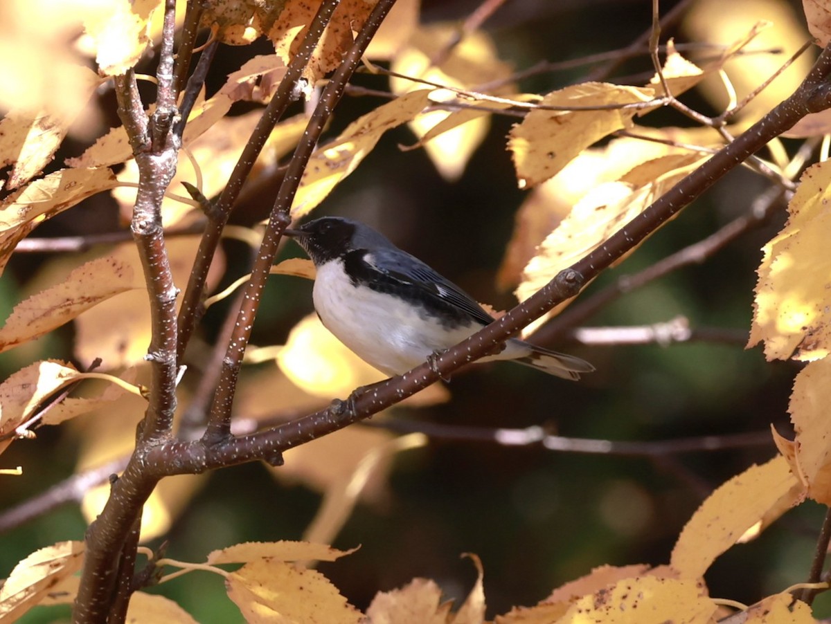 Black-throated Blue Warbler - ML644333494