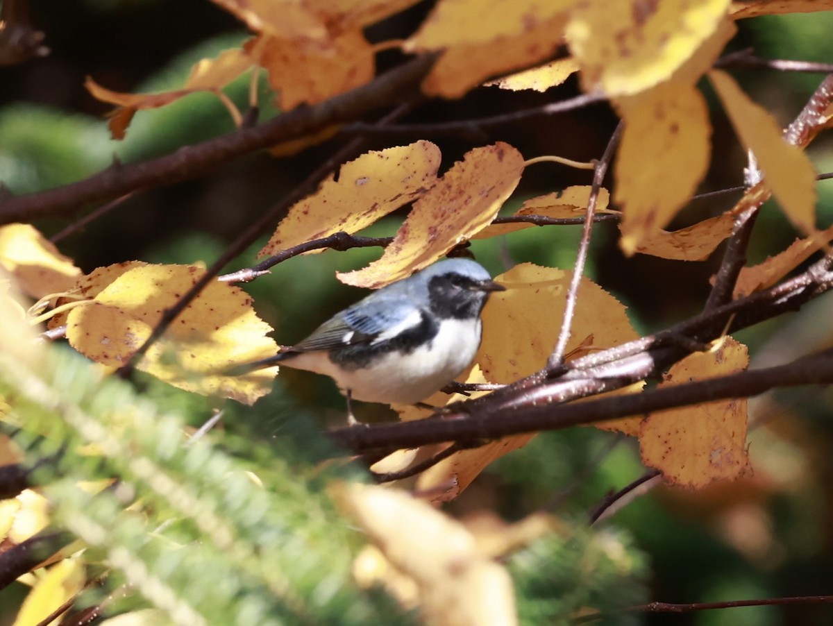 Black-throated Blue Warbler - ML644333496
