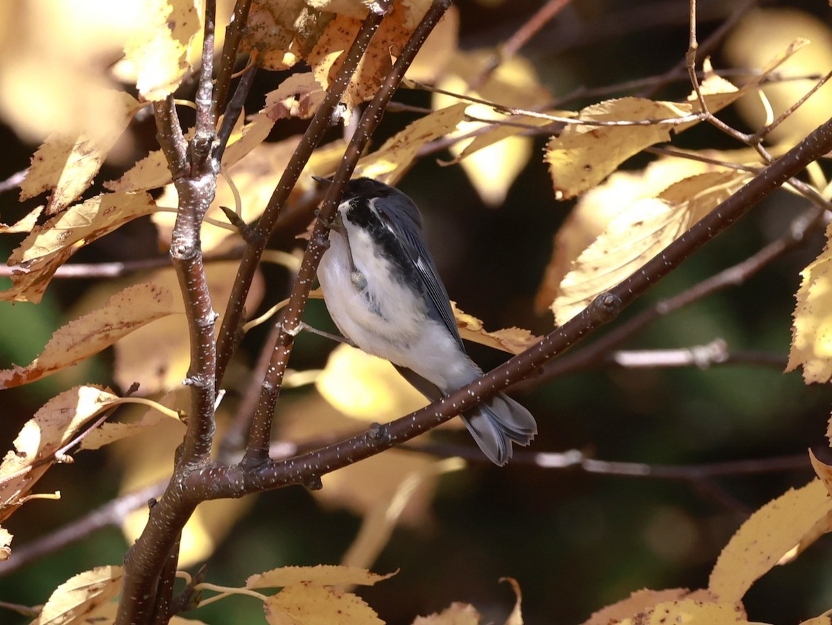 Black-throated Blue Warbler - ML644333497