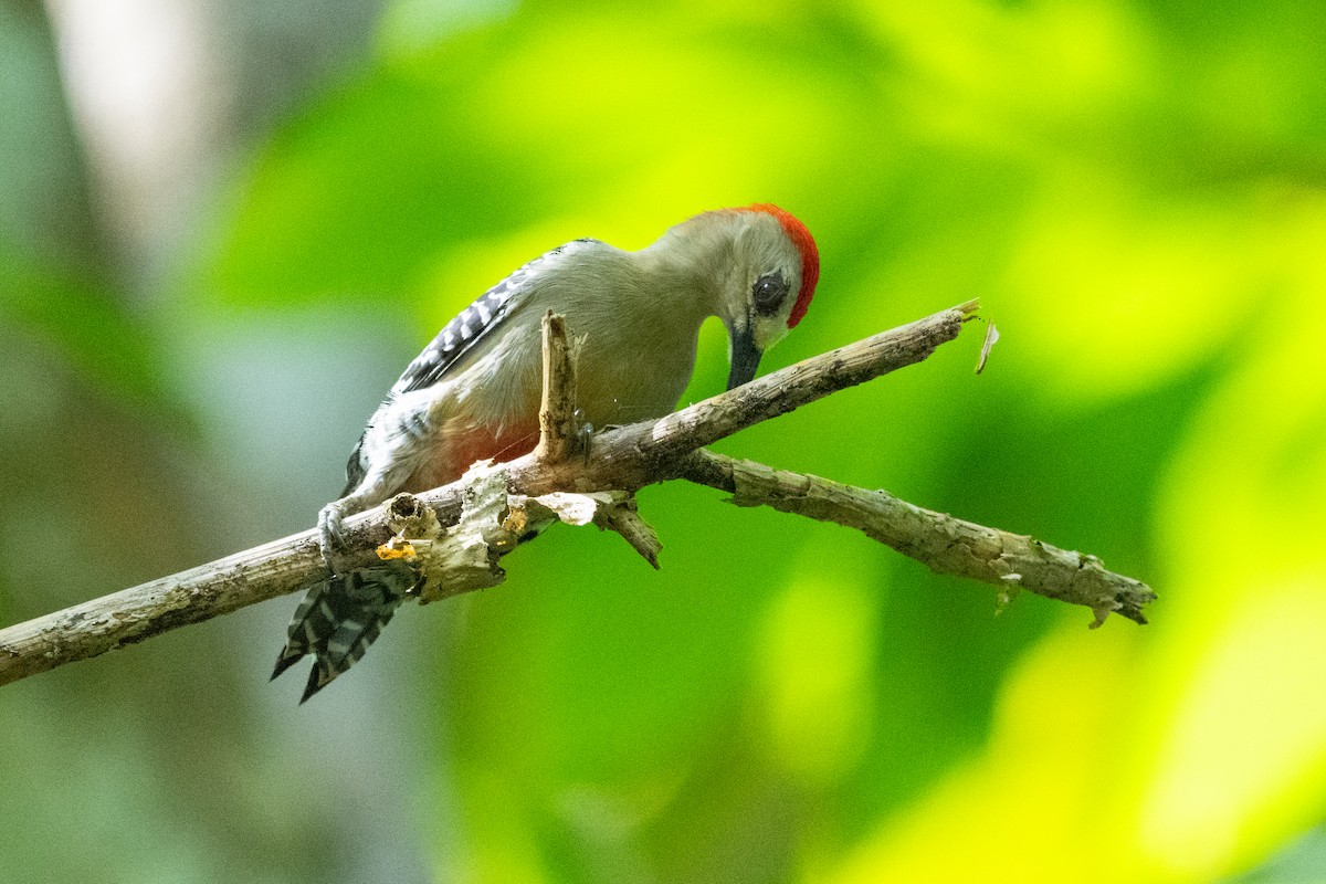 datel kápový - ML644333507