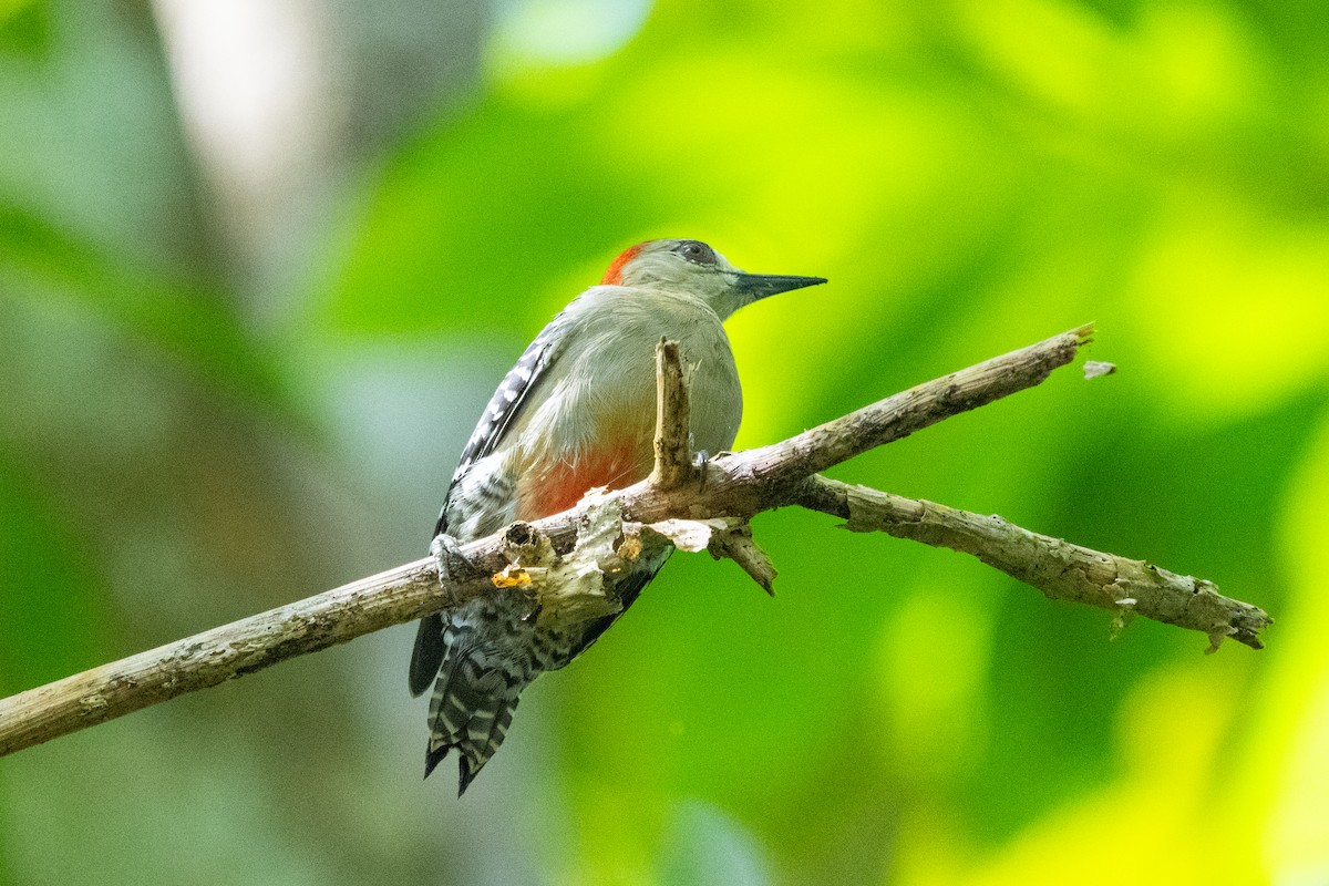 datel kápový - ML644333508