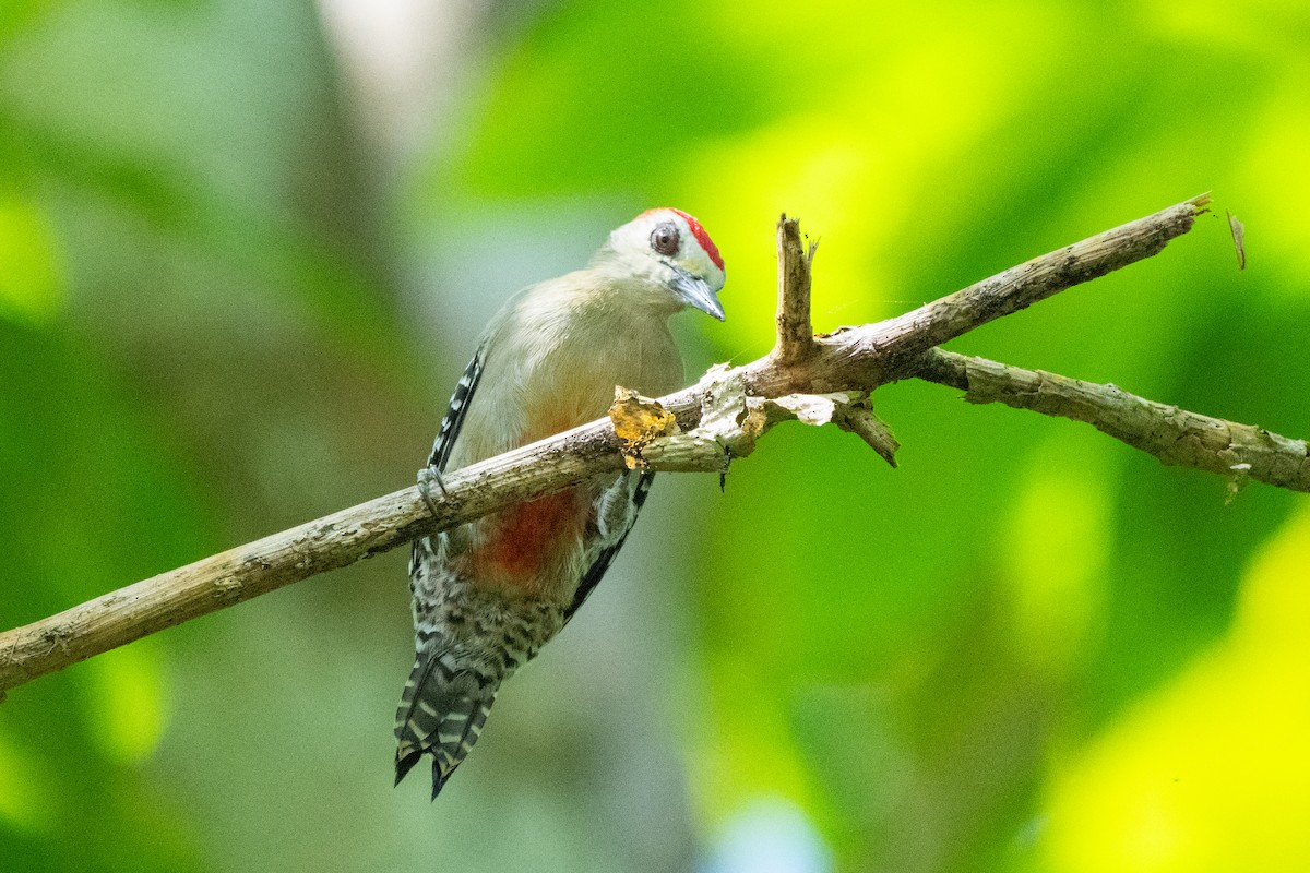 datel kápový - ML644333509