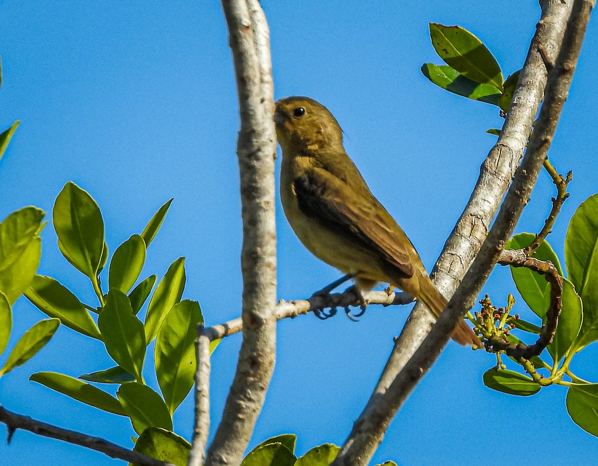 Gelbbauchspelzer - ML644333512