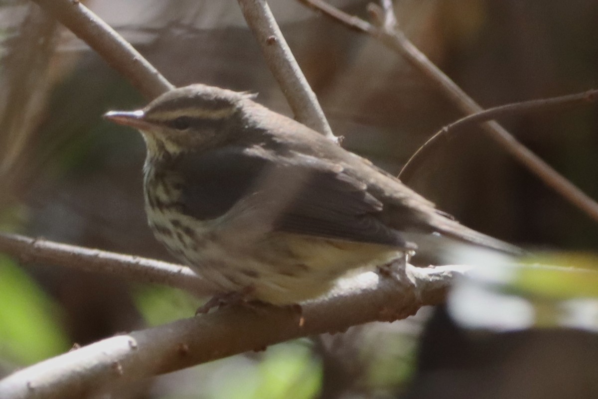 Northern Waterthrush - ML644333516