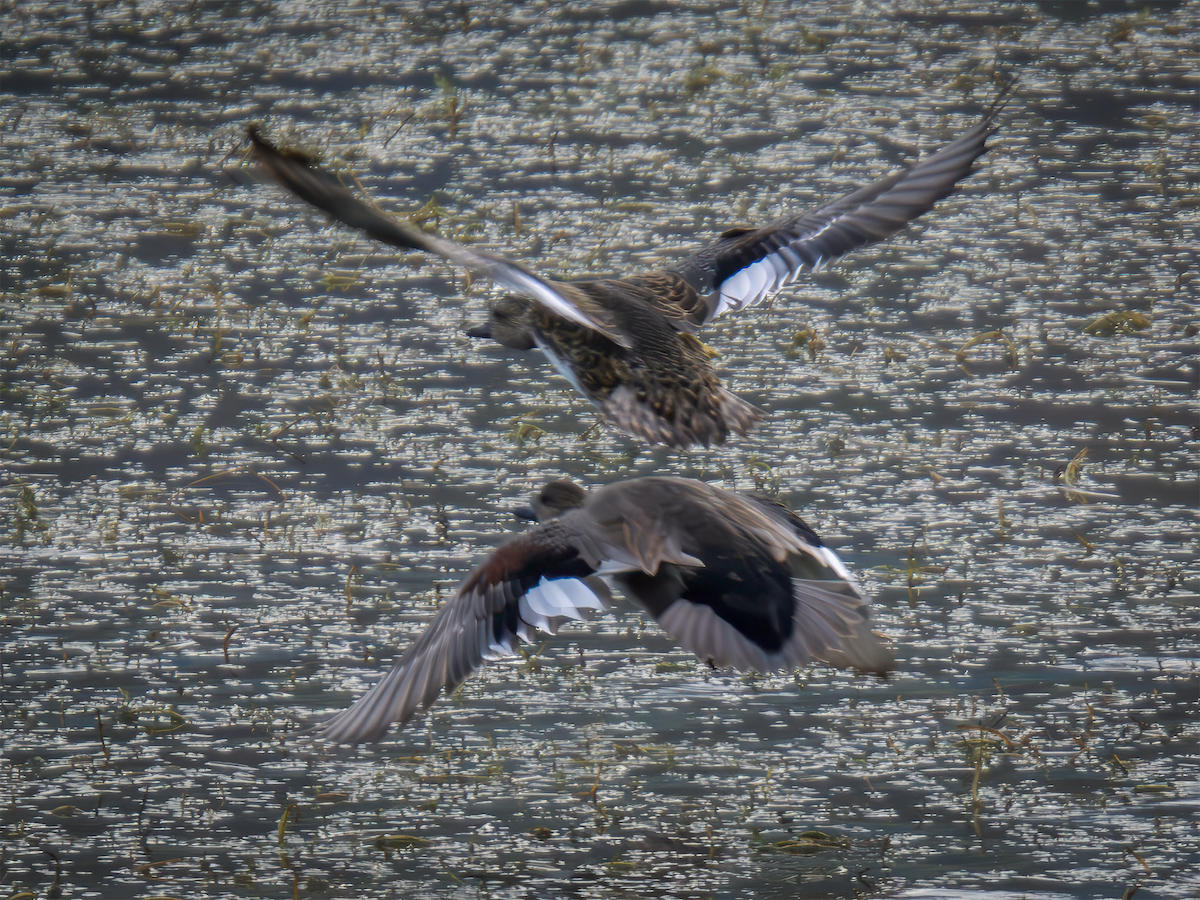 Ipar-ahatea - ML644333520