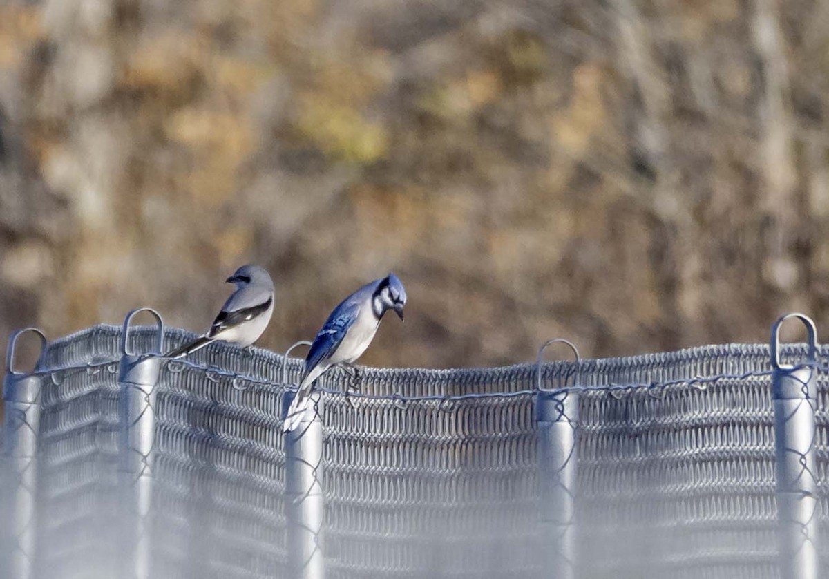 Blue Jay - ML644333525