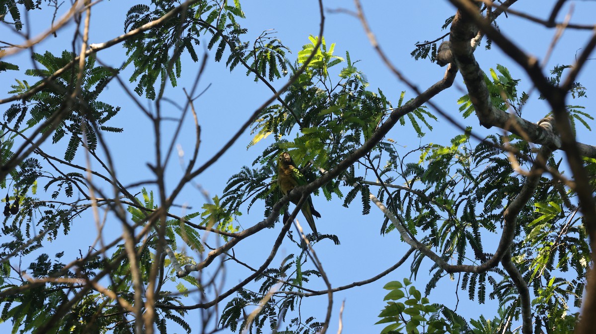 mayaparakitt - ML644333536