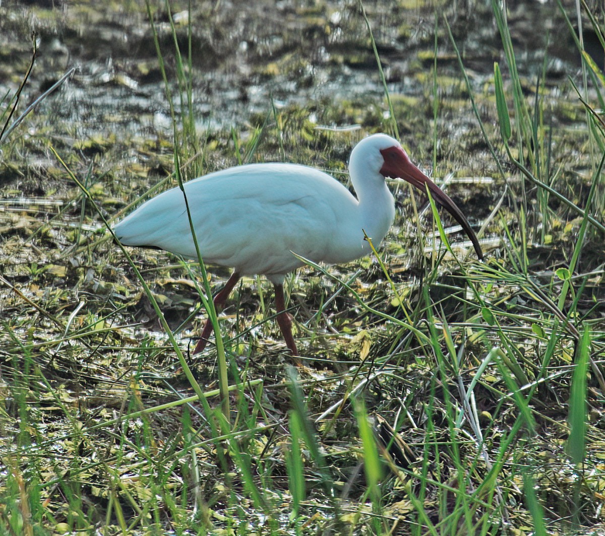 White Ibis - ML644333540