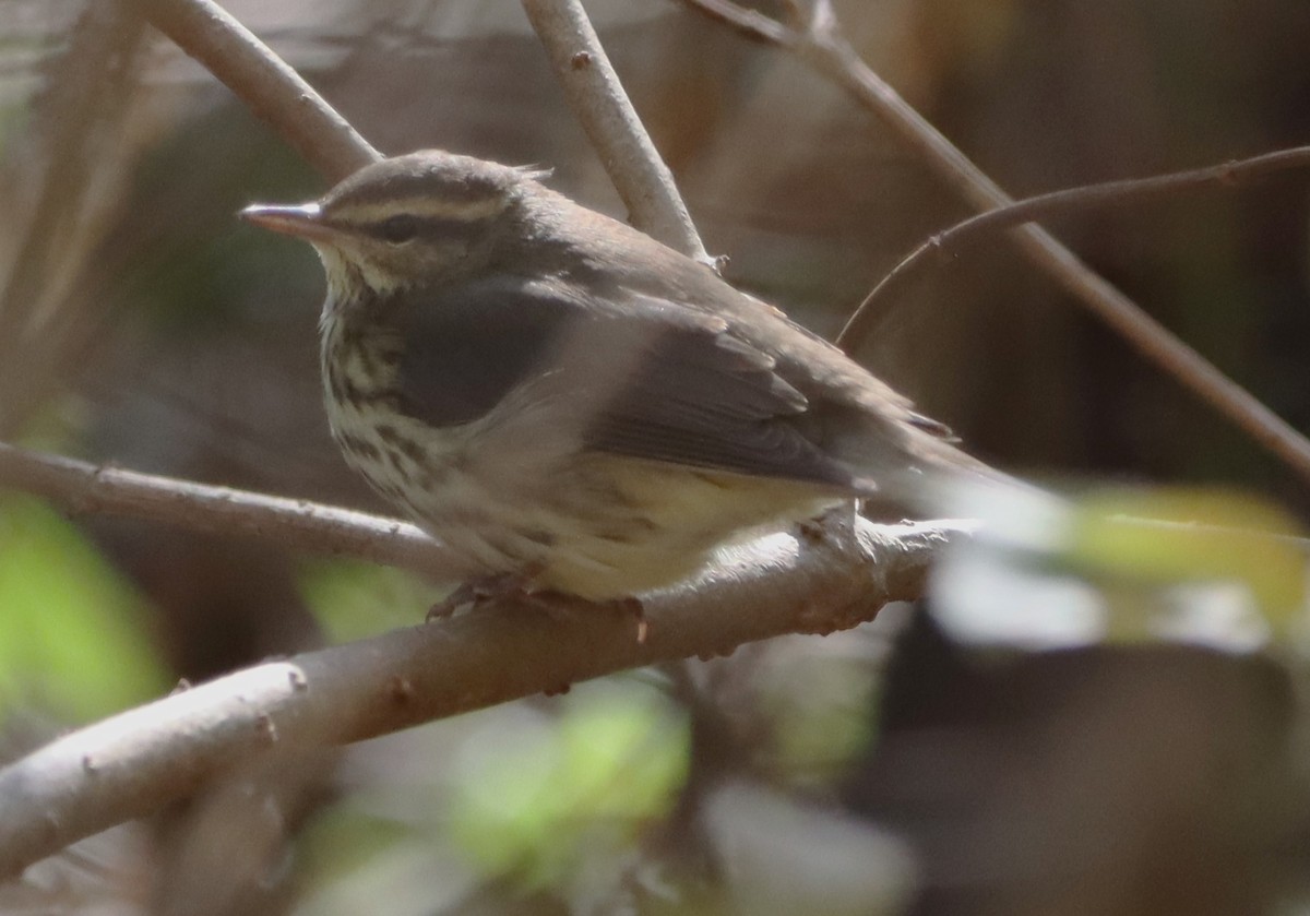 Northern Waterthrush - ML644333541