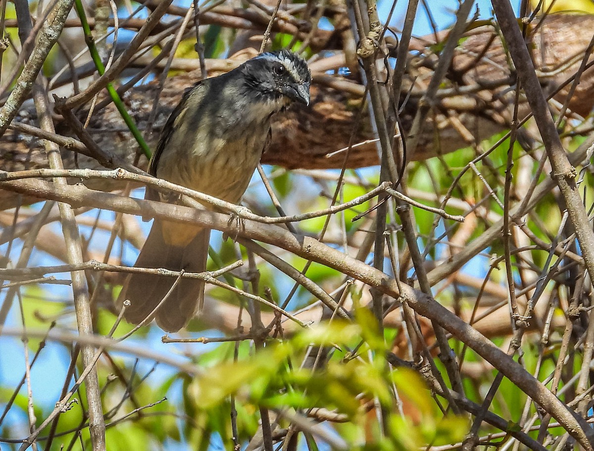 grønnvingesaltator - ML644333545