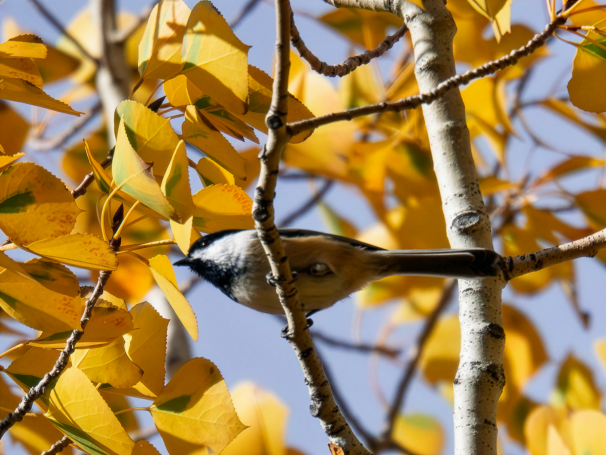 Black-capped Chickadee - ML644333555