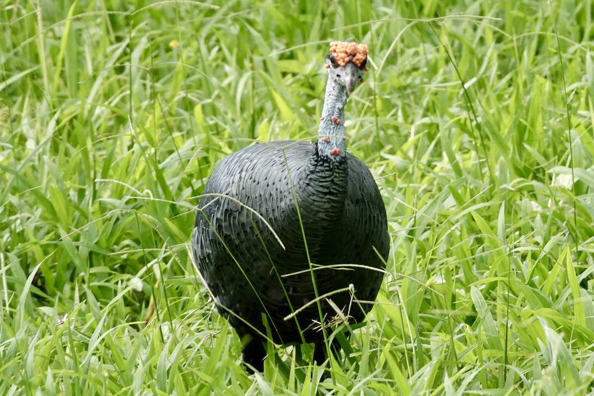 Ocellated Turkey - ML644333556