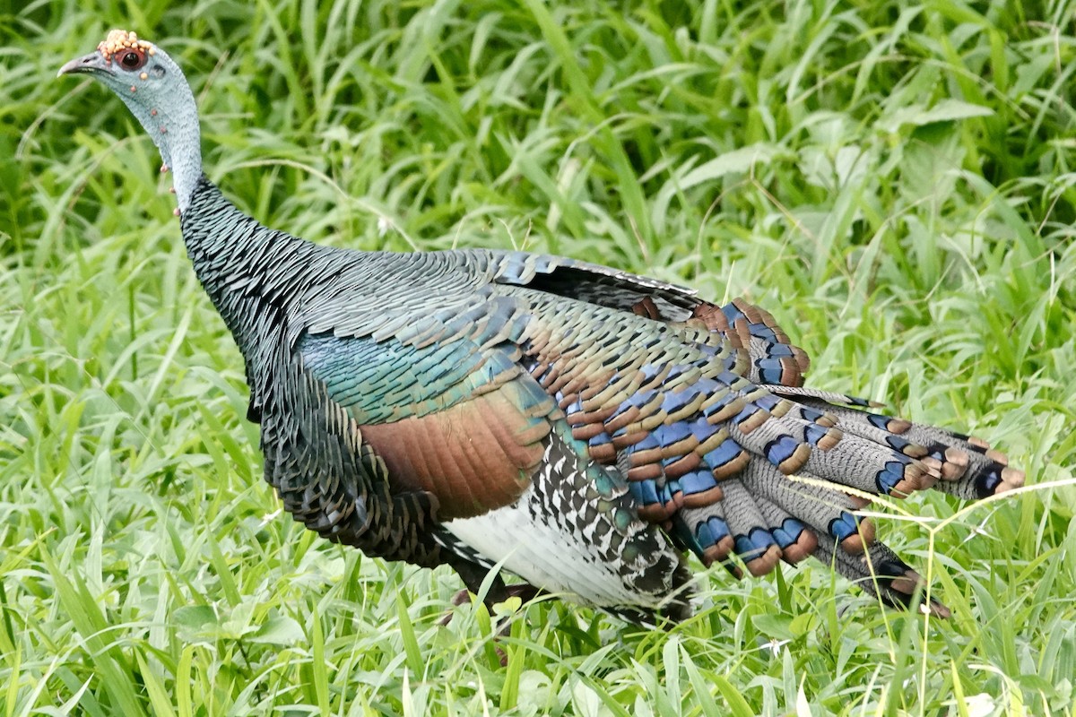 Ocellated Turkey - ML644333557
