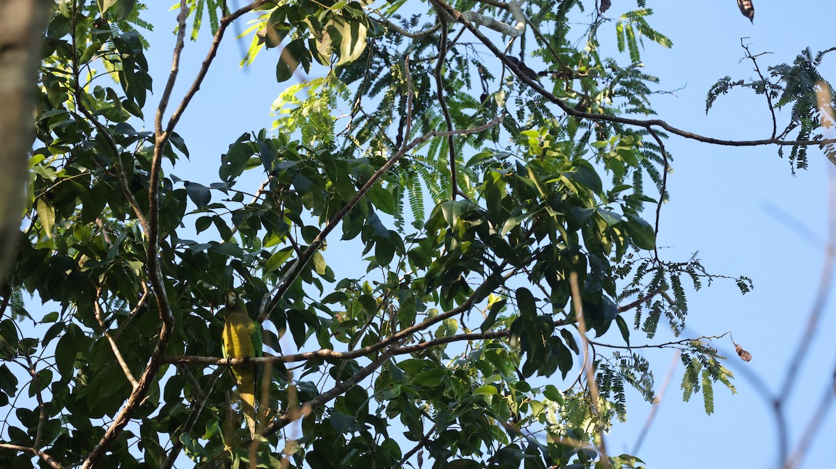 mayaparakitt - ML644333559