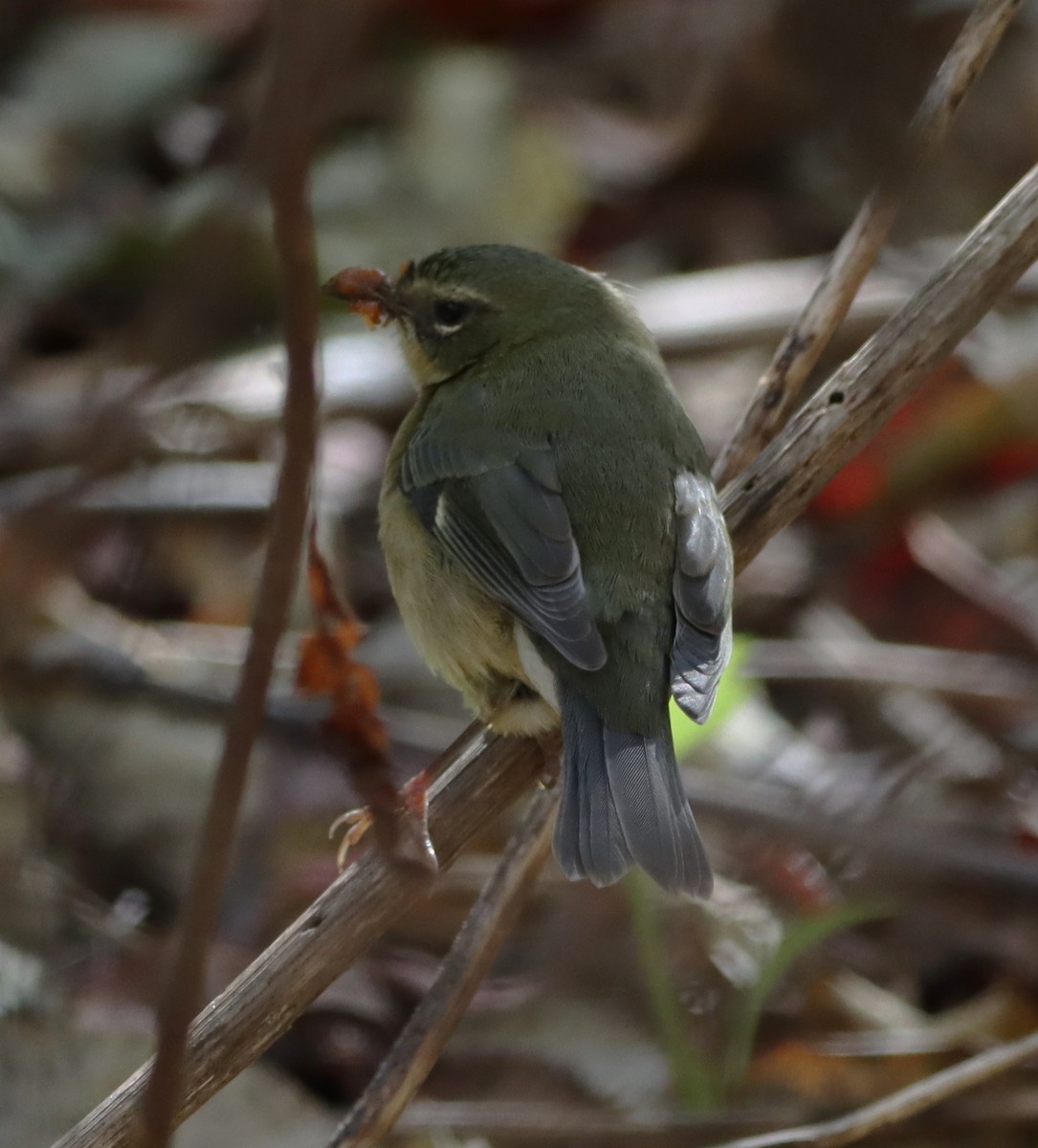 Black-throated Blue Warbler - ML644333573