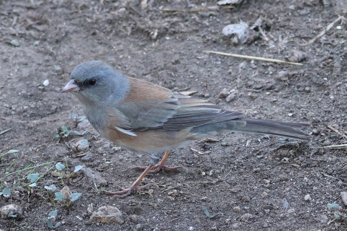 Dark-eyed Junco - ML644333574