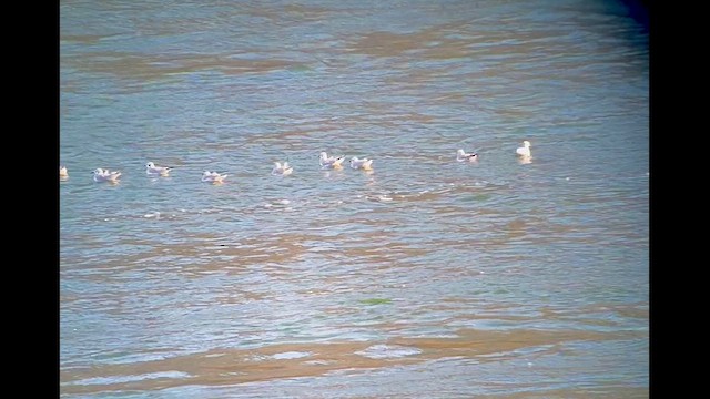 Bonaparte's Gull - ML644333577