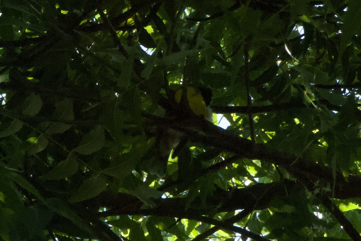 Sucrier à ventre jaune - ML644333586