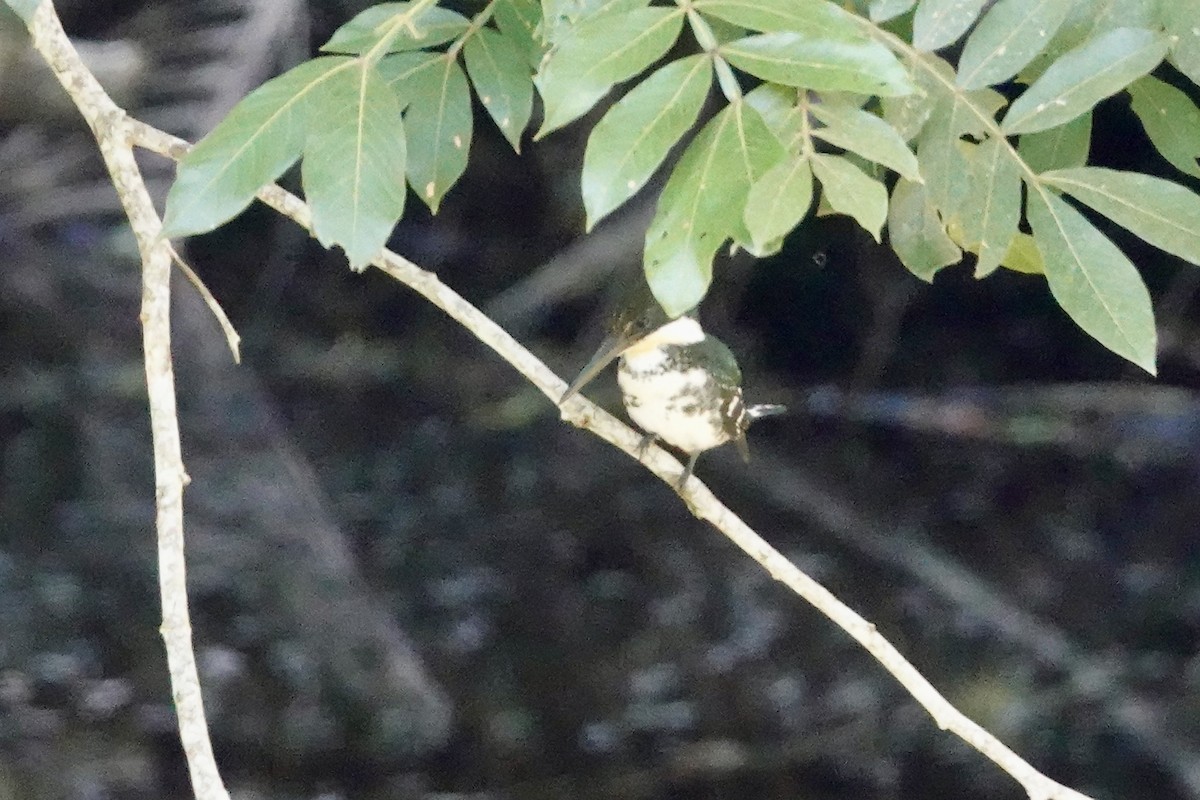 Green Kingfisher - ML644333589