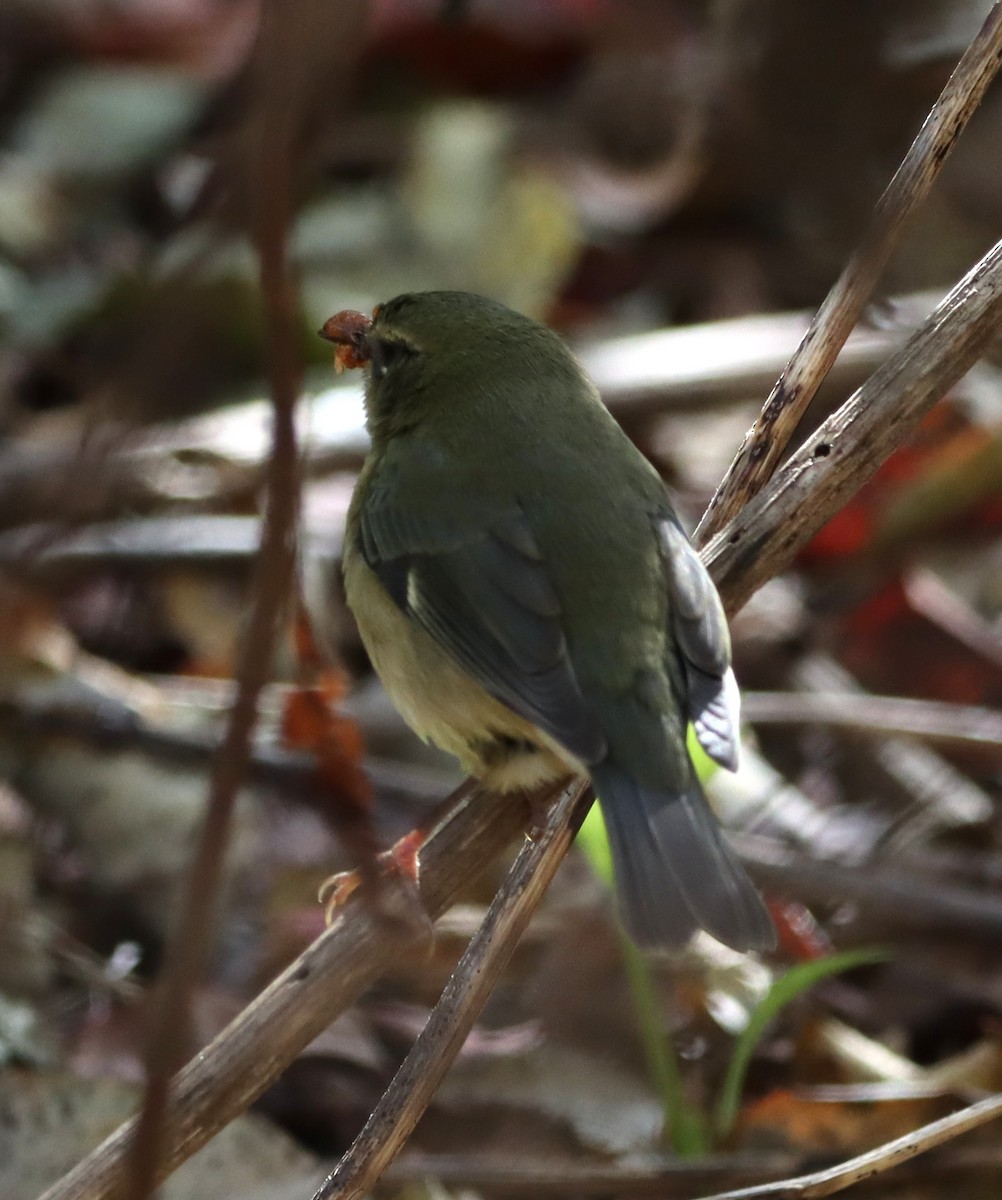Black-throated Blue Warbler - ML644333596