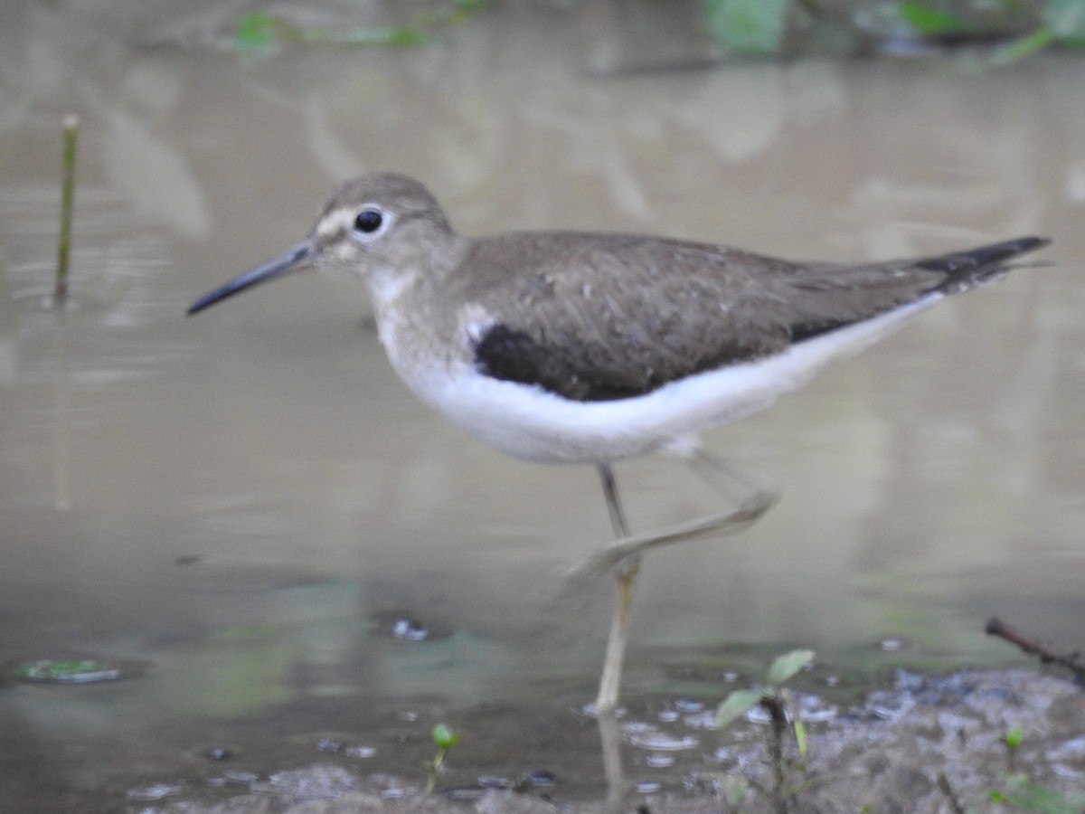 コシグロクサシギ - ML644333603