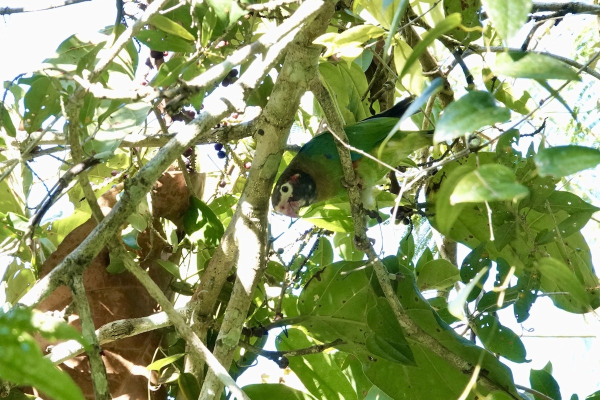 Brown-hooded Parrot - ML644333604