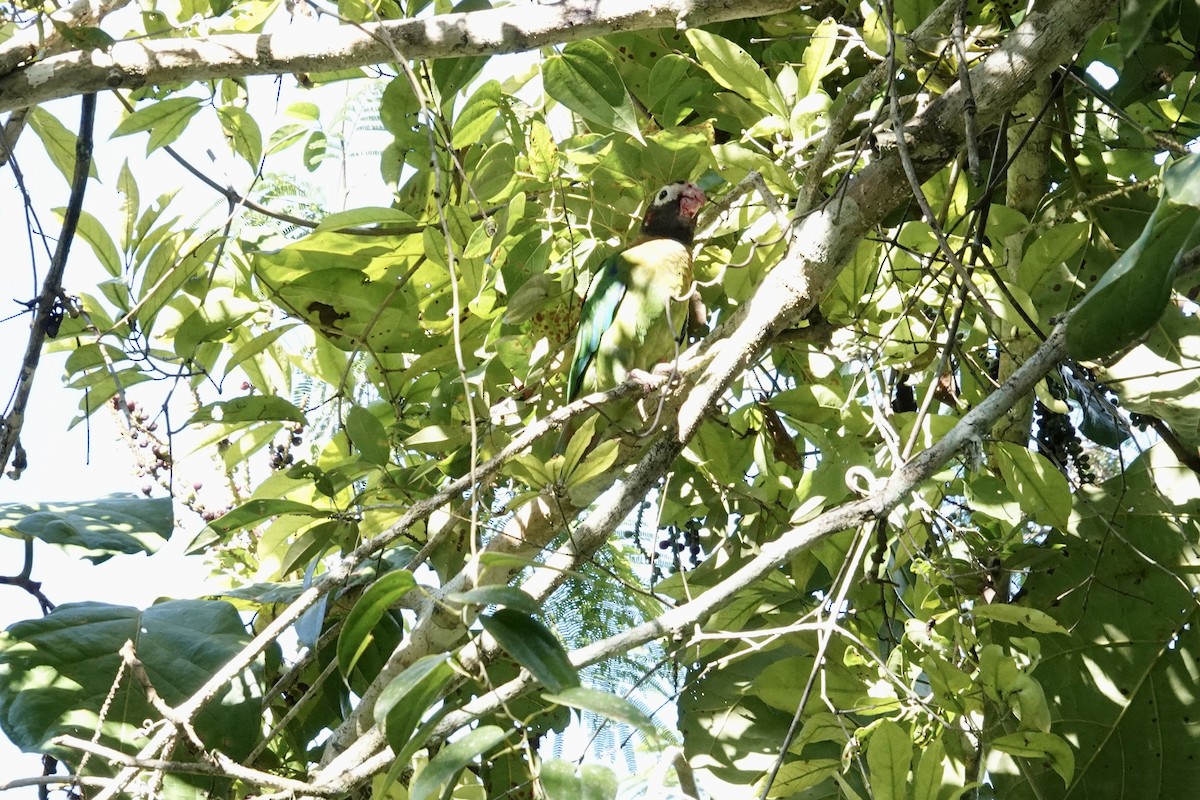 Brown-hooded Parrot - ML644333606