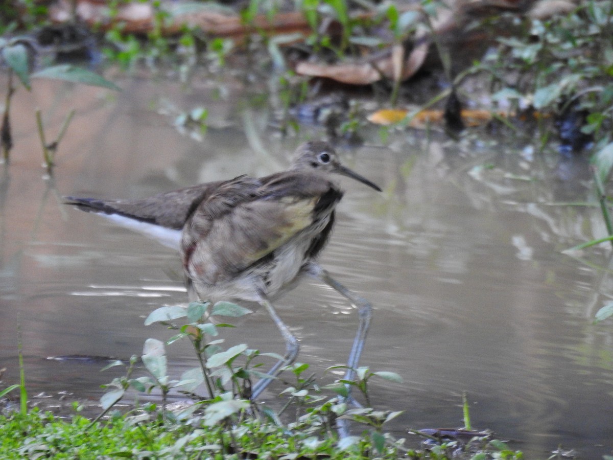 コシグロクサシギ - ML644333611