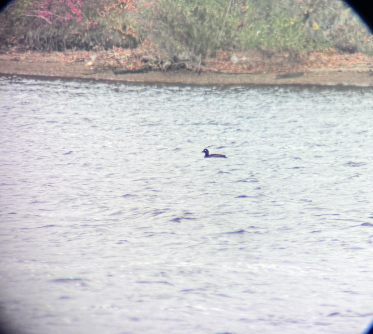 Bergente - ML644333620