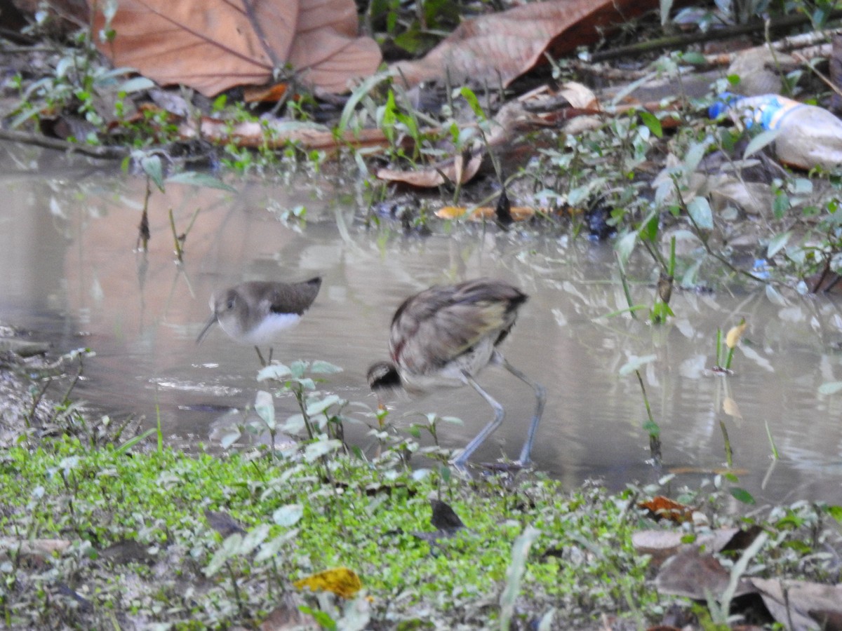 コシグロクサシギ - ML644333625