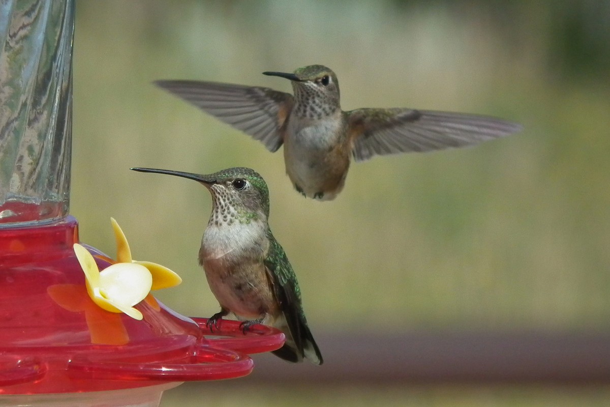 Calliope Hummingbird - ML644333632