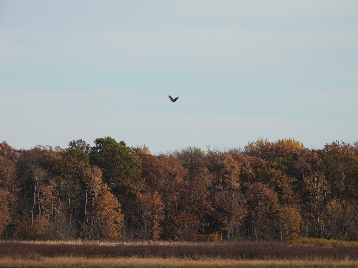 Bald Eagle - ML644333637