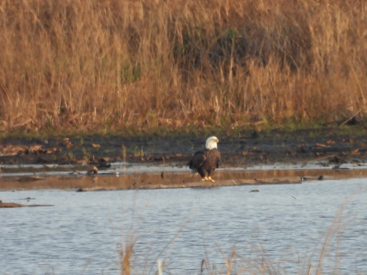 Bald Eagle - ML644333638